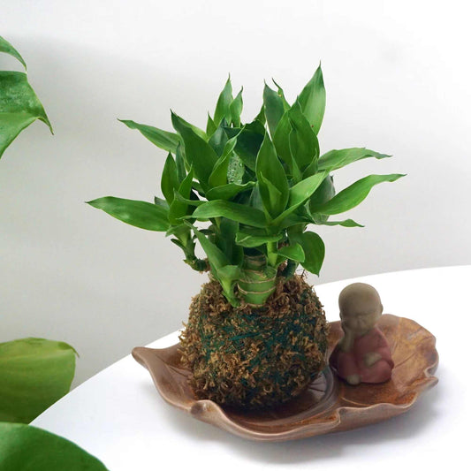 Lucky Bamboo Plant Grown Bonsai