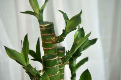 Lucky Bamboo Plant Grown Bonsai